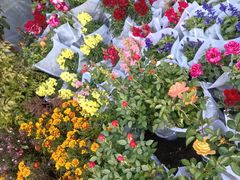 -龙大花卉苗木市场