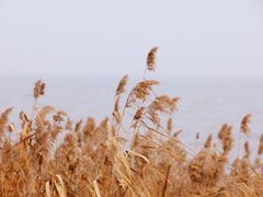 -上海吴淞炮台湾国家湿地公园