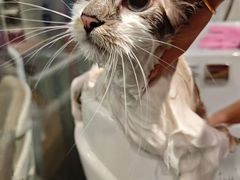 -PETKIT 小佩宠物·低压洗护·美容·寄养(安远店)