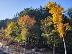 -北京西山国家森林公园