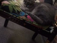 -猫色咖啡·猫咖