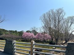 -贡湖湾湿地公园