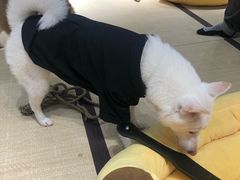 -逗柴咖啡屋·狗咖猫咖宠物桌游