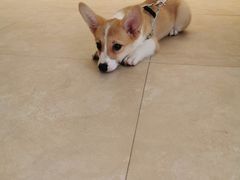 -艾贝尔宠物医院·狂犬免疫点(江山金象城店)
