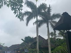 -龙泉人椰子鸡.糟粕醋.海南菜(三亚旗舰店)