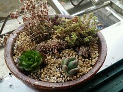 android_upload_pic-南农多肉大棚