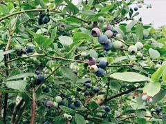 -花山蓝莓采摘园