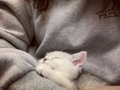 -1013 PET SHOP 宠物商店(近铁城市广场店)