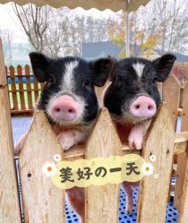 -萌宠亲子动物乐园(槐房万达店)