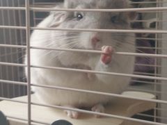 -瑞派·关忠动物医院·异宠专科·犬猫肿瘤·皮肤专科(望京店)