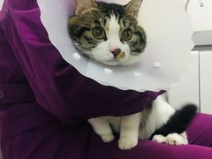 -达爱动物医院·犬猫分区·CT·复杂眼科(远洋山水分院)