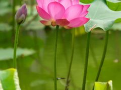 -石家庄市植物园