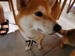 -柴务处·柴犬主题狗咖