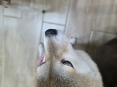 -李小姐の猫咖啡馆(五角场店)