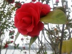 android_upload_pic-南翔镇银翔湖公园