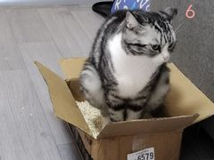 -关爱宠物医院·猫科中心·消化科(滨湖万达分院)