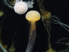 -新加坡海洋生态馆