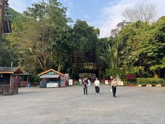 -西双版纳原始森林公园