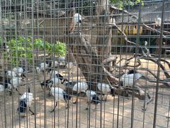 -深圳野生动物园