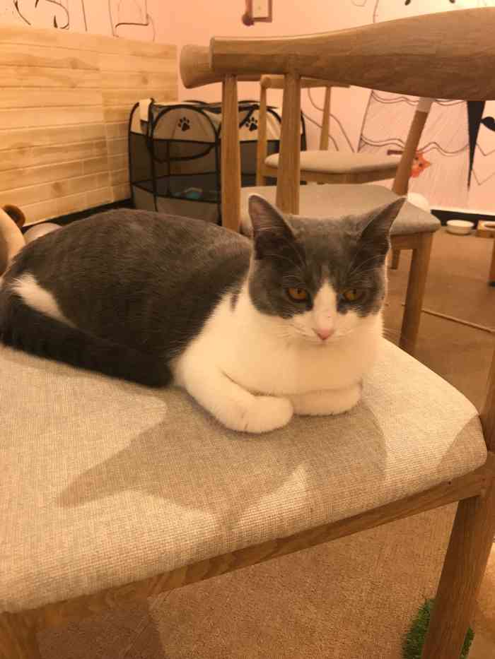 喵呜bingo·猫咖-"首先,猫咖地理位置在家属楼里,清净又舒适.