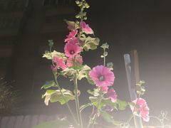 -夏大妈烧烤