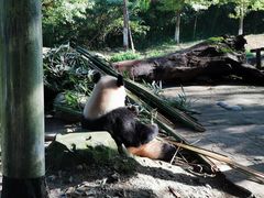 -都江堰中华大熊猫苑