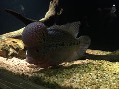 -暹罗海洋世界