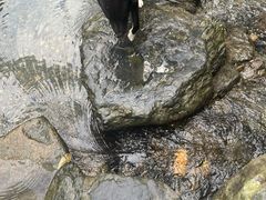 -石台牯牛降景区