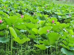 -南戴河国际娱乐中心