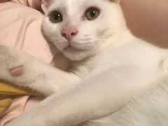 -宠福鑫康馨动物医院·骨科·眼科