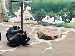 -上海野生动物园