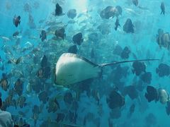 -瑞德姆美人鱼海底演艺主题餐厅(亚龙湾店)