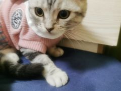 -喵zoo家庭繁育猫舍(尖东智能花园店)