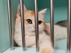-猫宠乐园·专业洗护