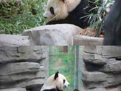 -灵玲国际马戏城