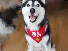 -Husky Go! 哈士奇体验馆·宠物咖啡厅狗咖