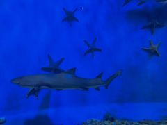 -太平洋海底世界