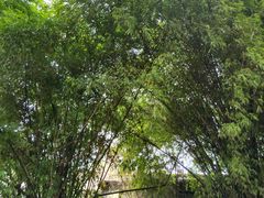 -黄龙溪古镇