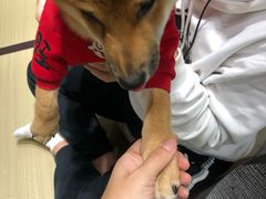 -逗柴咖啡屋·狗咖猫咖宠物桌游