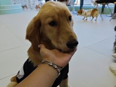 -怪兽屋·羊驼·猫咖·狗咖(俊华广场店)