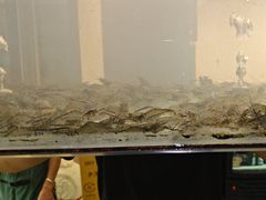 -小乡小镇·传承桐庐土菜·老板亲自烧的菜