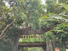 -西双版纳原始森林公园