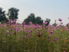 -上海滨江森林公园