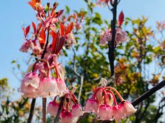 -梧桐山风景名胜区