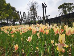-杭州湾海上花田景区