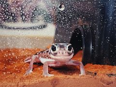 -酷以爬仙阁实体爬宠店·守宫·蜥蜴·专业繁育