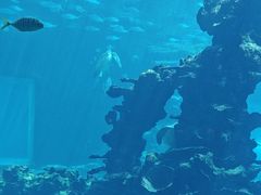 -海棠湾洲际-涛·海底餐厅·美人鱼·自助餐·海底隧道