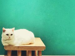 -飞行喵MR PILOT|猫舍·猫咖(静安大融城店)