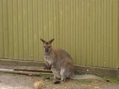 -威勒比开放式动物园