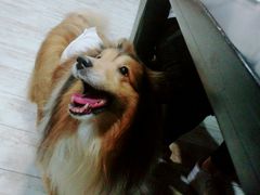 -百好乐宠物友好餐厅(朝外大街店)